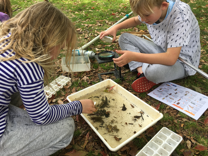 Bug Blitz